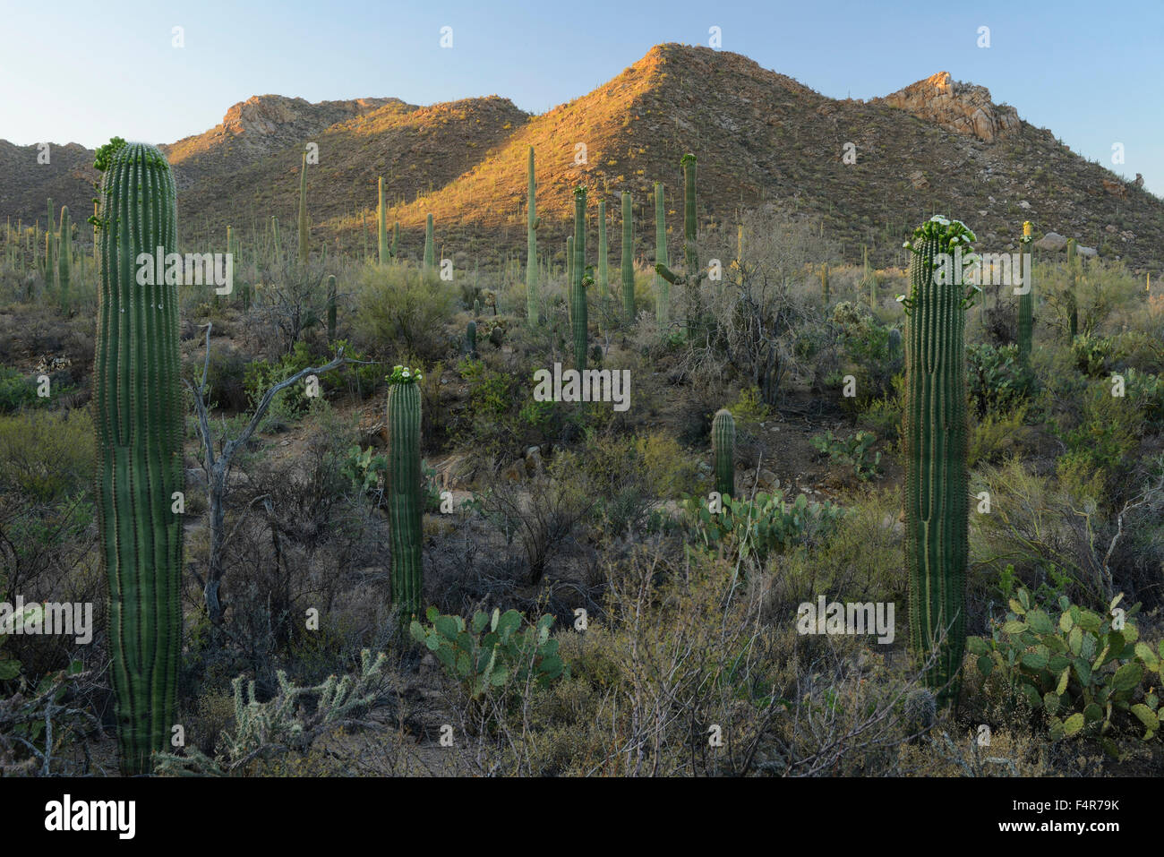 USA, United States, America, Arizona, Southwest, Saguaro, National Park, desert, Sonora, landscape, cactus, cactus forest, first Stock Photo
