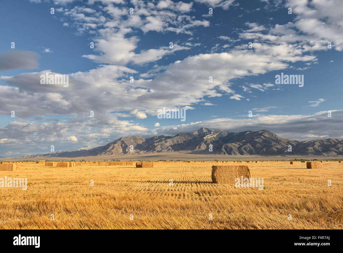 America, West, Western, USA, United States, America, Idaho, field, straw, wheat, landscape, agriculture Stock Photo