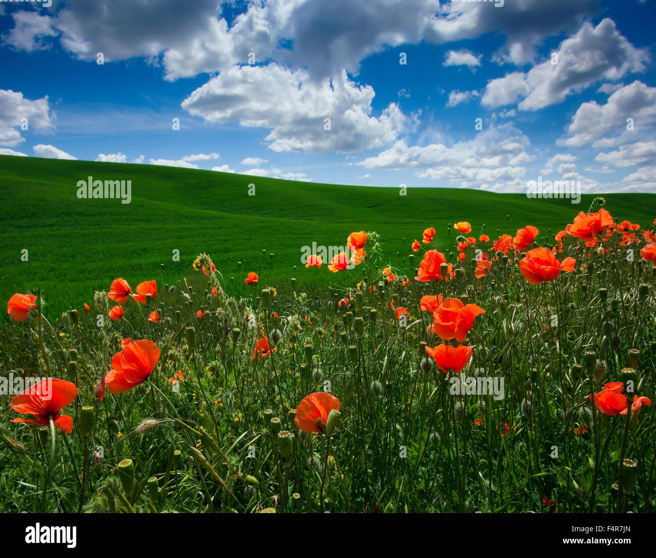 Palouse, rural, Steptoe Butte, rolling hills, Spring, Eastern Washington, Washington, Colfax, poppies Stock Photo