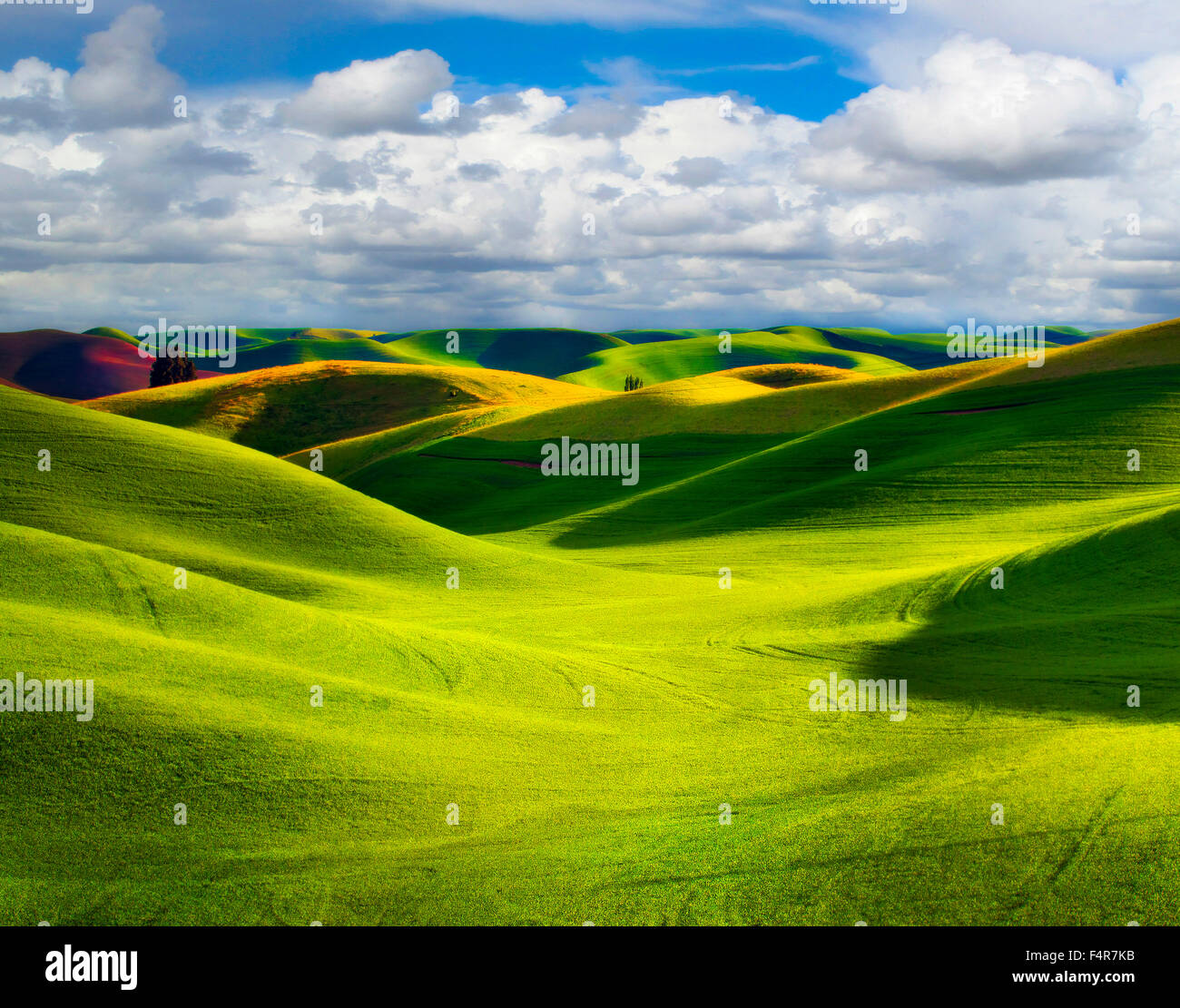 Palouse, rural, Steptoe Butte, rolling hills, Spring, Eastern Washington, Washington, Colfax, agriculture Stock Photo