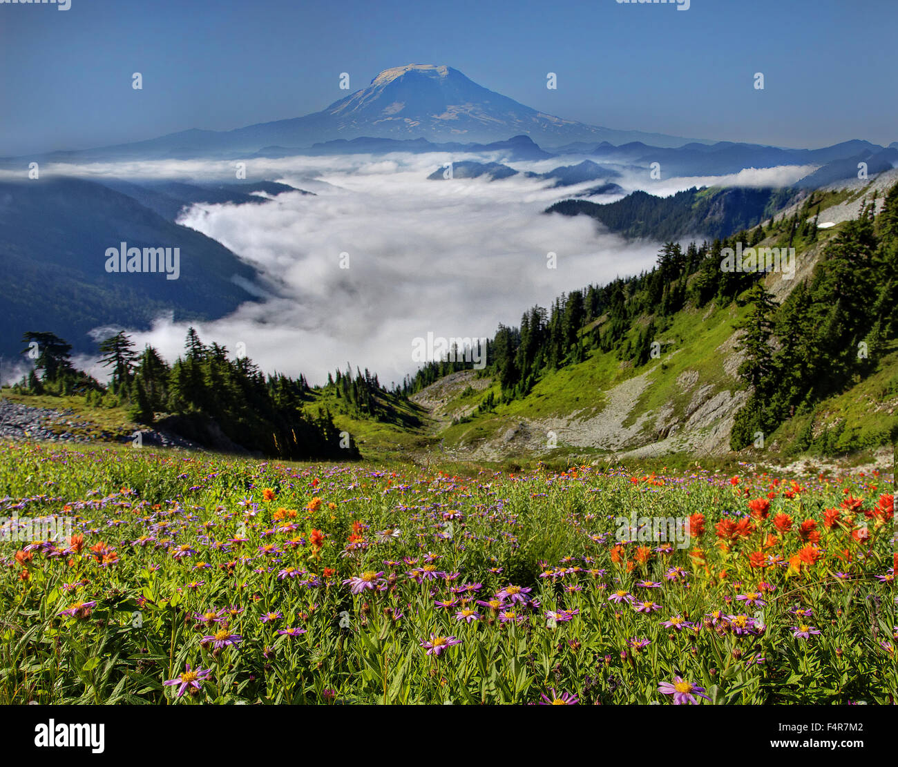 USA, United States, America, Pacific Northwest, Washington, Washington State, Mount Rainier, National Park, volcanic, landscape, Stock Photo