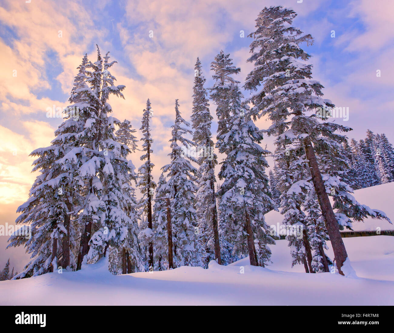 USA, United States, America, Pacific Northwest, Washington, Washington State, Longmire, winter, snow, trees, Stock Photo