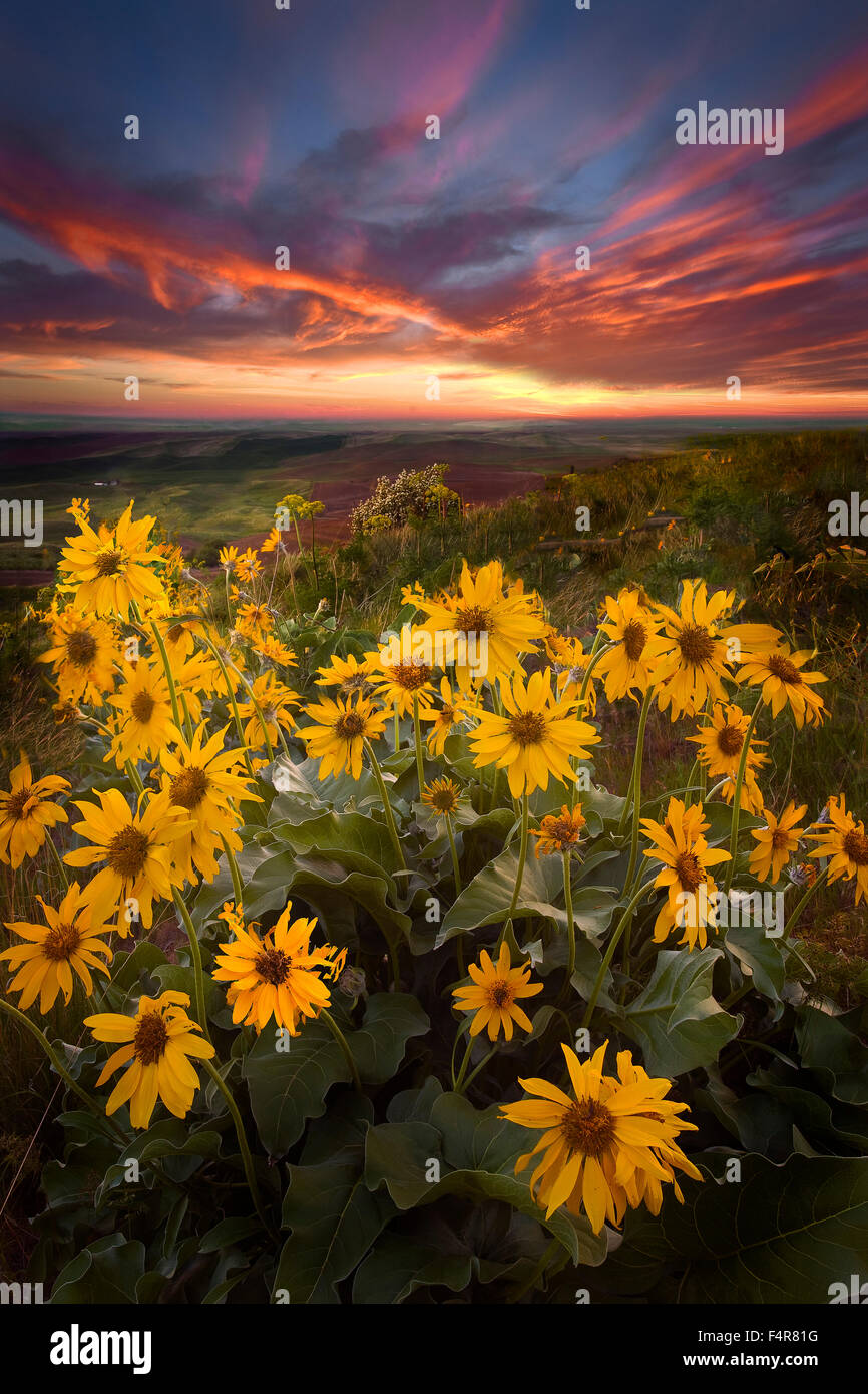 Palouse, rural, farms, wildflowers, flowers, Steptoe Butte, rolling hills, Spring, Eastern Washington, Washington, Colfax, wildf Stock Photo