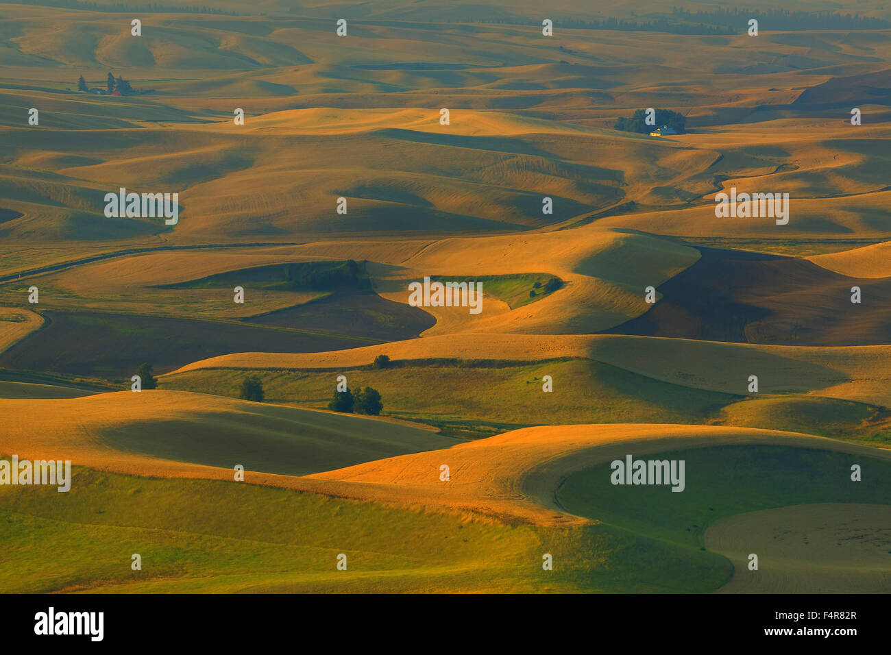 Palouse, rural, farms, agriculture, Steptoe Butte, rolling hills, Spring, Eastern Washington, Washington, Colfax Stock Photo