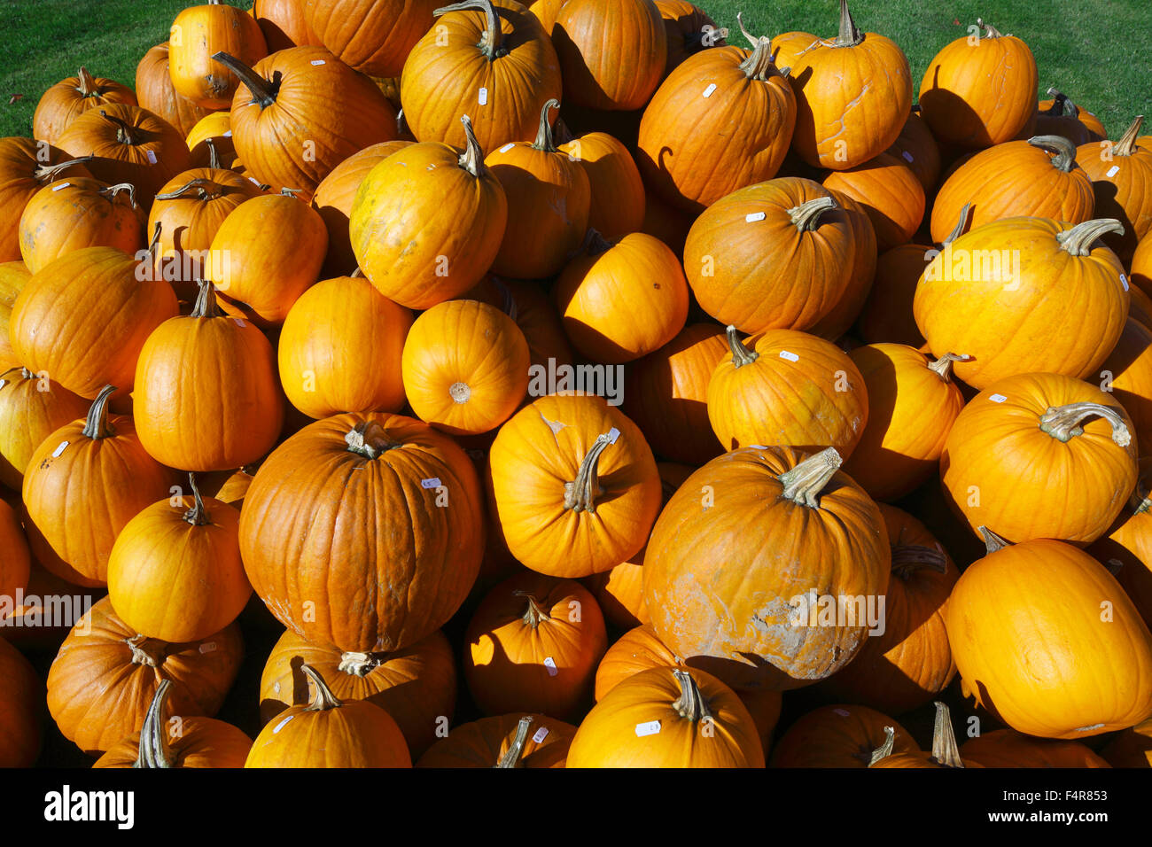 plant life, fruits, vegetables, squash, Cucurbita maxima Stock Photo