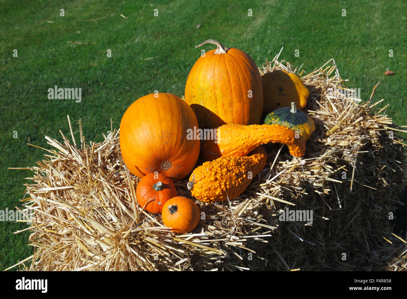 Thanksgiving Day decoration, pumpkins on a straw bale, Cucurbita maxima, Hokkaido Red kuri squash, summer squash, Cucurbita pepo Stock Photo