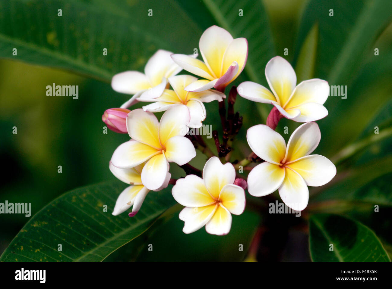 Frangipani flower forming a crown Stock Photo Alamy
