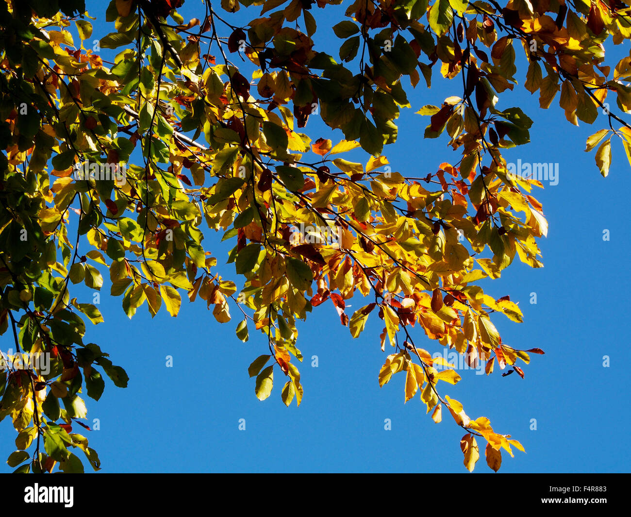 brilliant autumn colour of the yellow leaves of a European beech tree ...