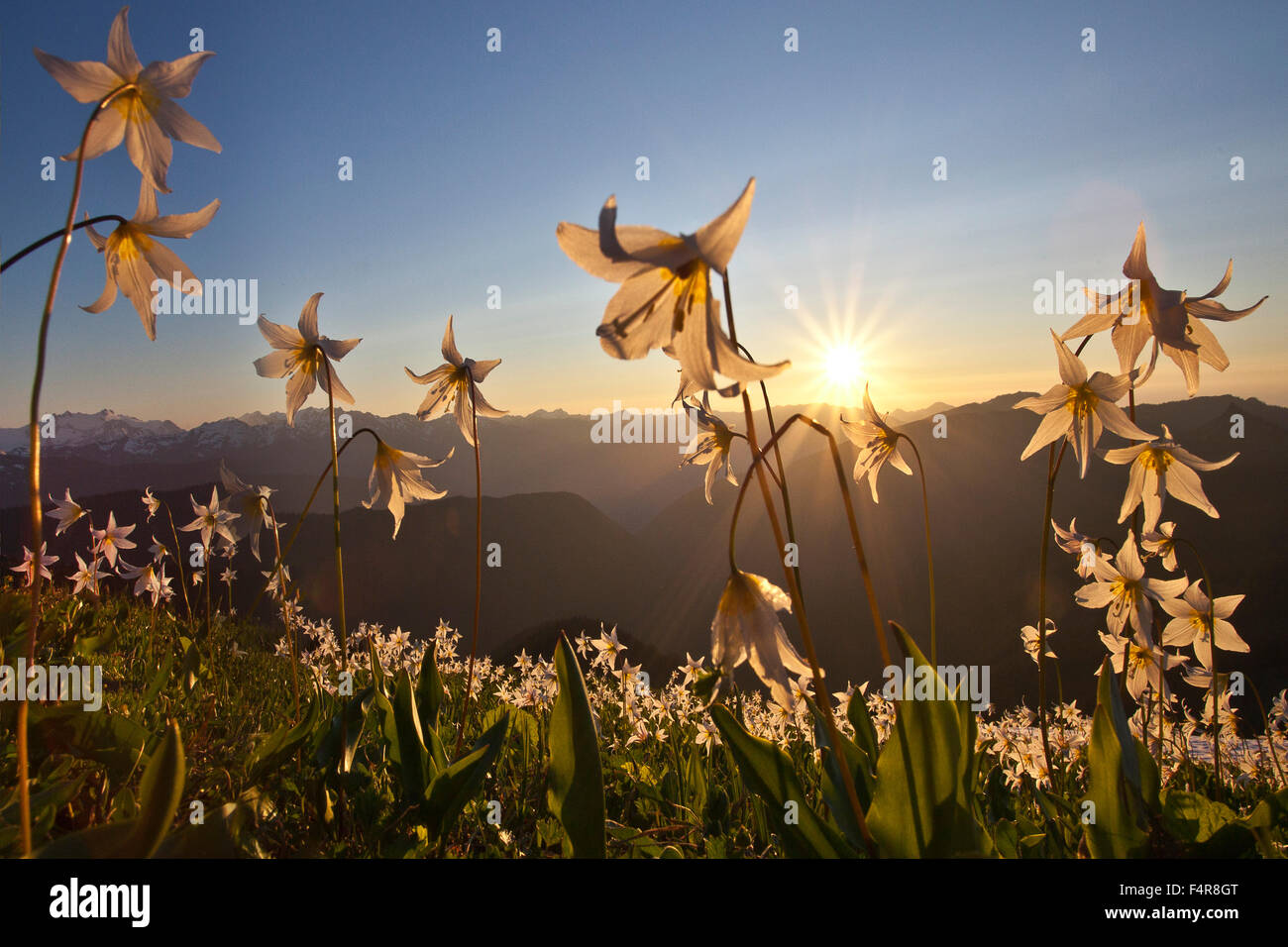 Wildflowers spring sunset hi-res stock photography and images - Alamy