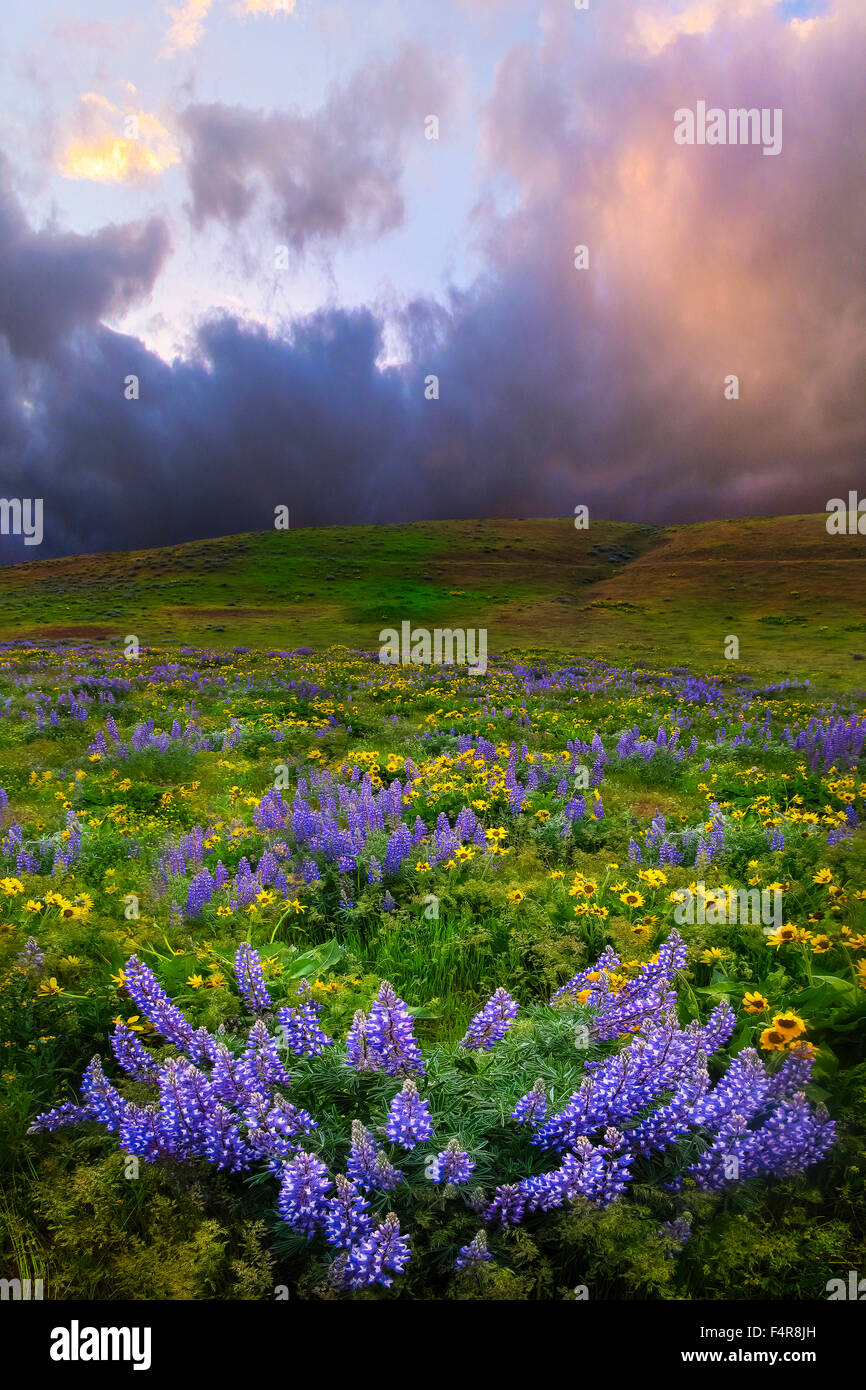 The Dalles, Southern Washington, Washington, wildflowers, flowers