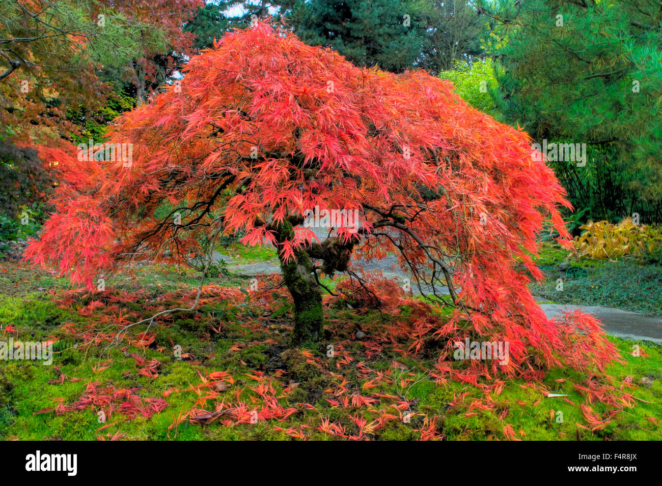 Japanese, Gardens, Olympia, Washington, Washington state arboretum, arboretum, bridge, colour, fall, flowers, gardens, landscape Stock Photo
