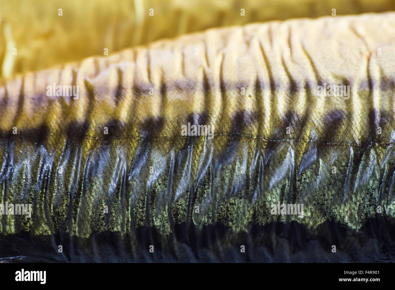 Closeup of freshly smoked fat and delicious mackerel Stock Photo Alamy
