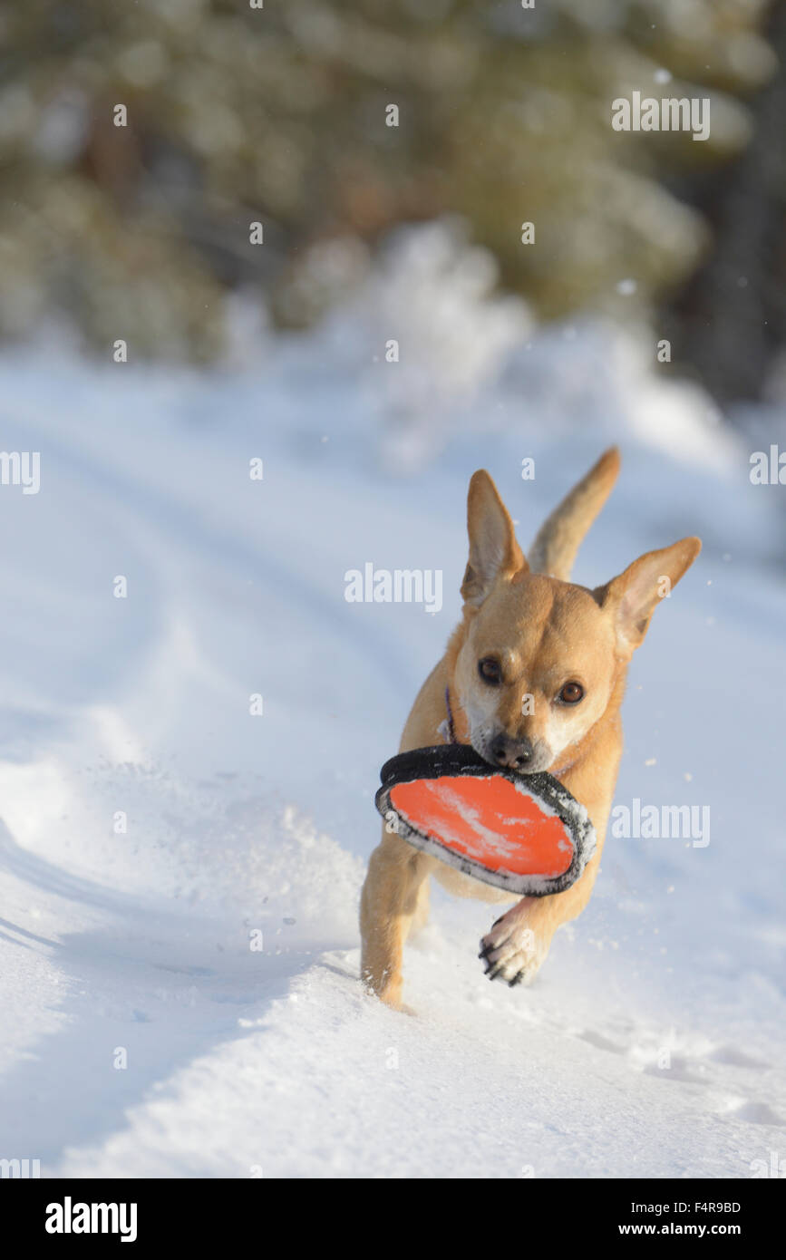 Dog, coco, snow, animal, toy, pet Stock Photo