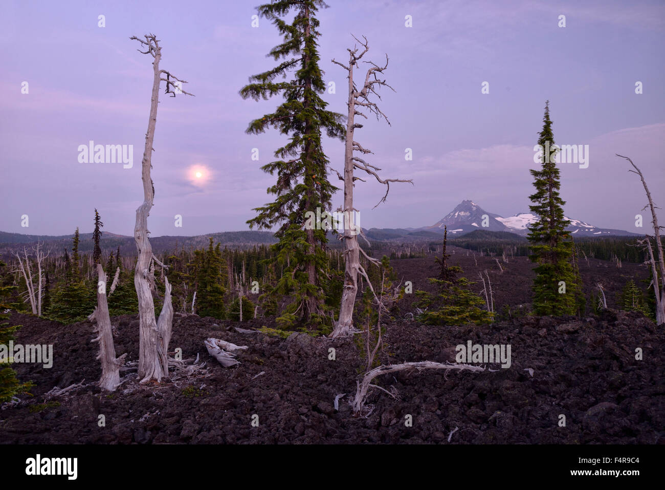 McKenzie Pass, lava, volcanoes, moonrise, moon, landscape, Oregon, USA, United States, America, trees Stock Photo