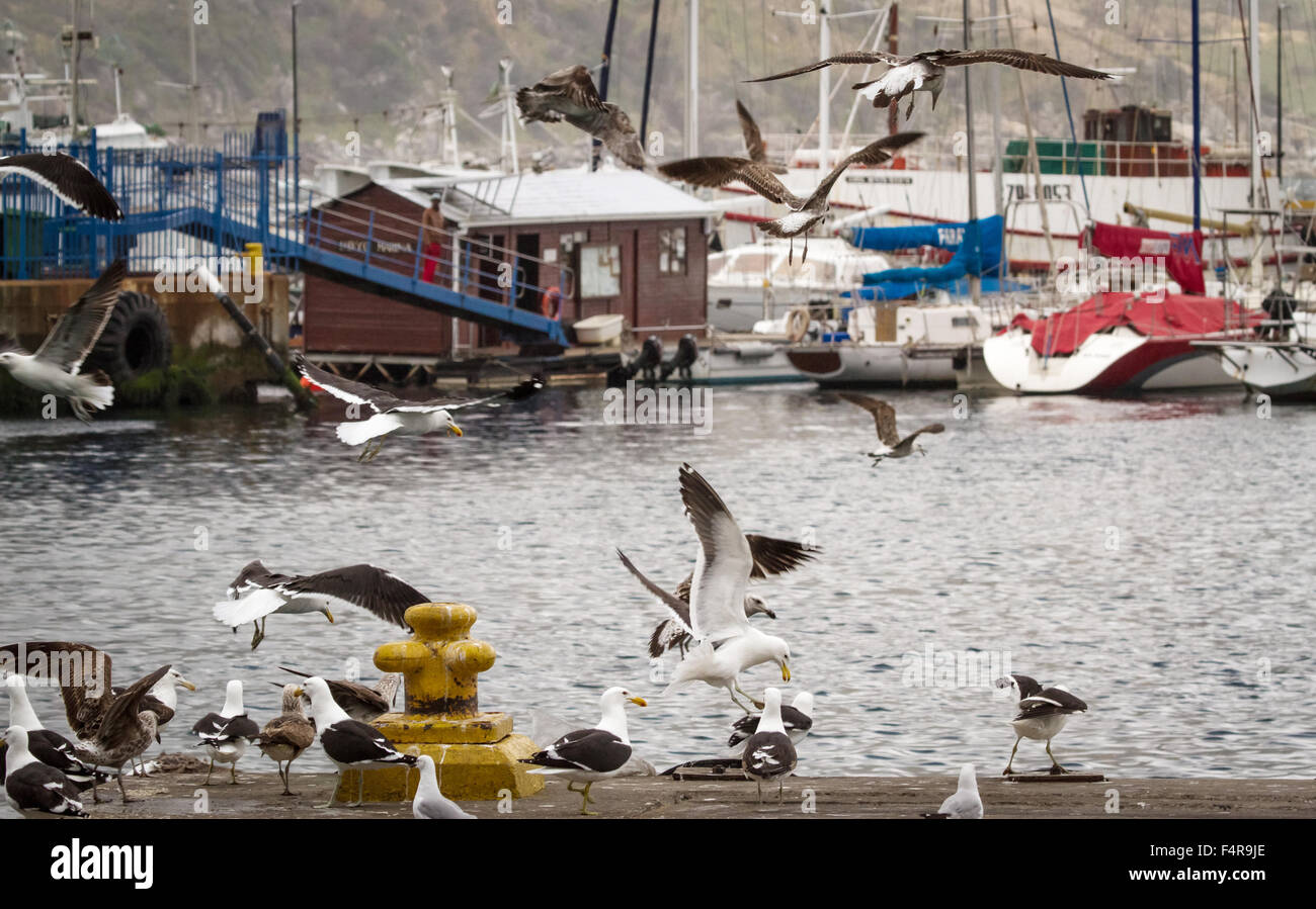 Color photo of harbour scene with seagulls in flight and mountain in background Stock Photo