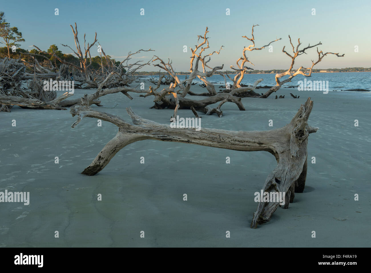 USA, United States, America, Georgia, southern, Jekyll Island, Driftwood Beach, coast, golden isles, beach, landscape, atlantic, Stock Photo