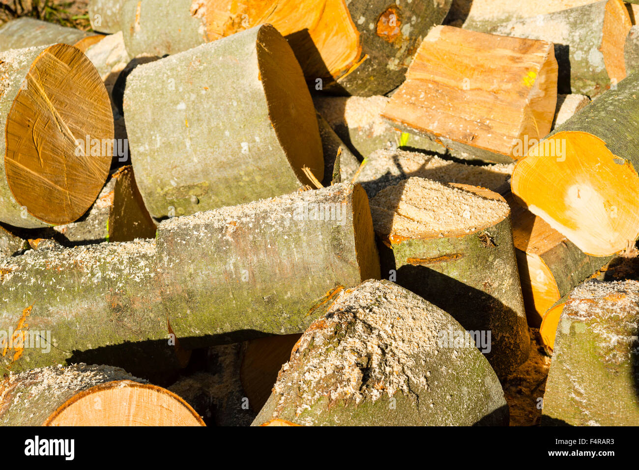 Alternative energy, energy, wood, firewood, beech, beechwood, Fagus