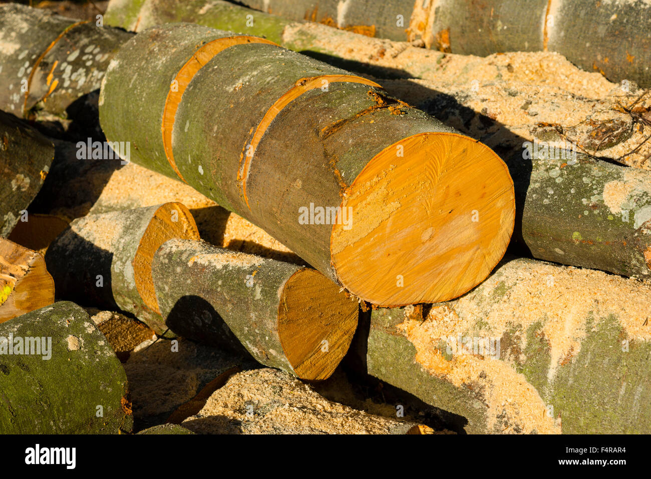 Alternative energy, energy, wood, firewood, beech, beechwood, Fagus