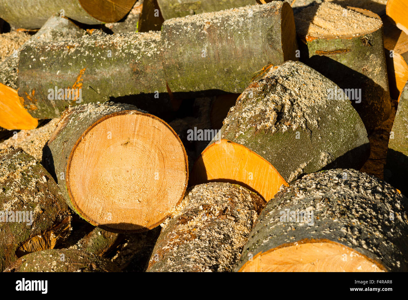 Alternative energy, energy, wood, firewood, beech, beechwood, Fagus, fire wood, wooden trunks, copper beech, saw filings, sylvat Stock Photo