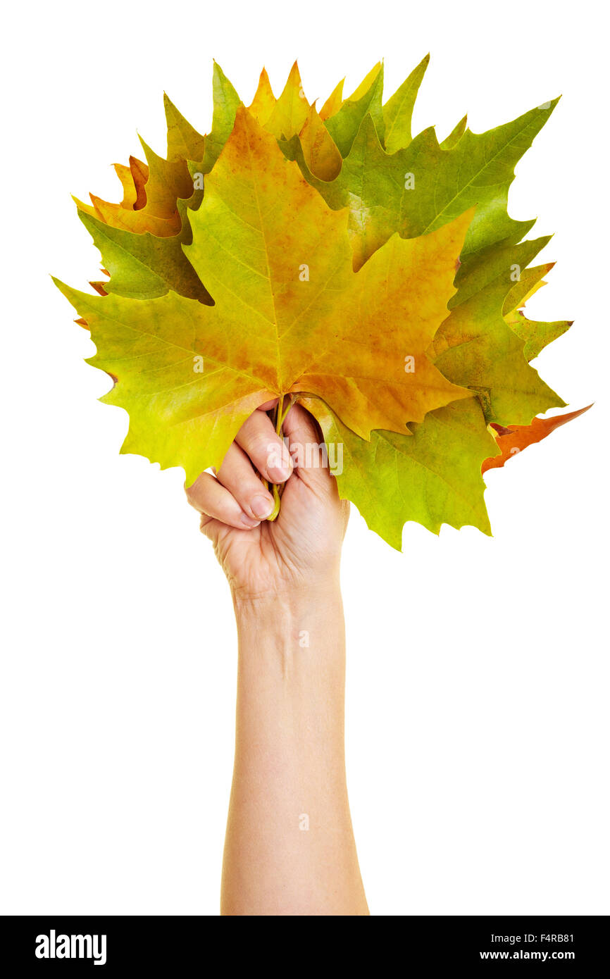 Map of leaves hi-res stock photography and images - Alamy