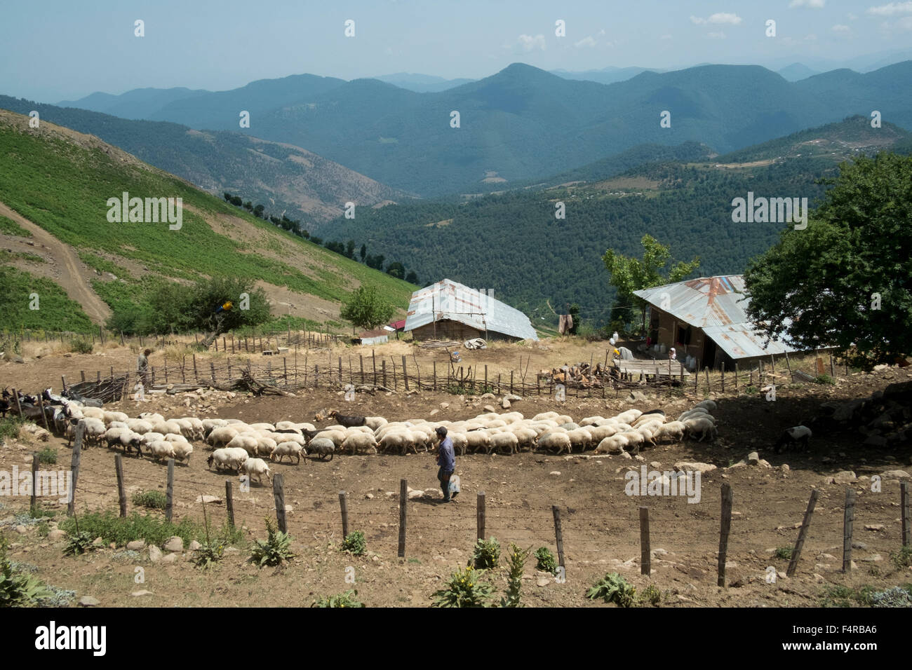 A farmer with his flock of sheep and goats in Almaas, Gilnan, Iran. Stock Photo