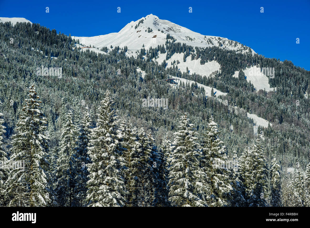 Allgäu, Allgäuer Alpen, Alps, Outside, trees, Bavarian, Germany, Europe ...