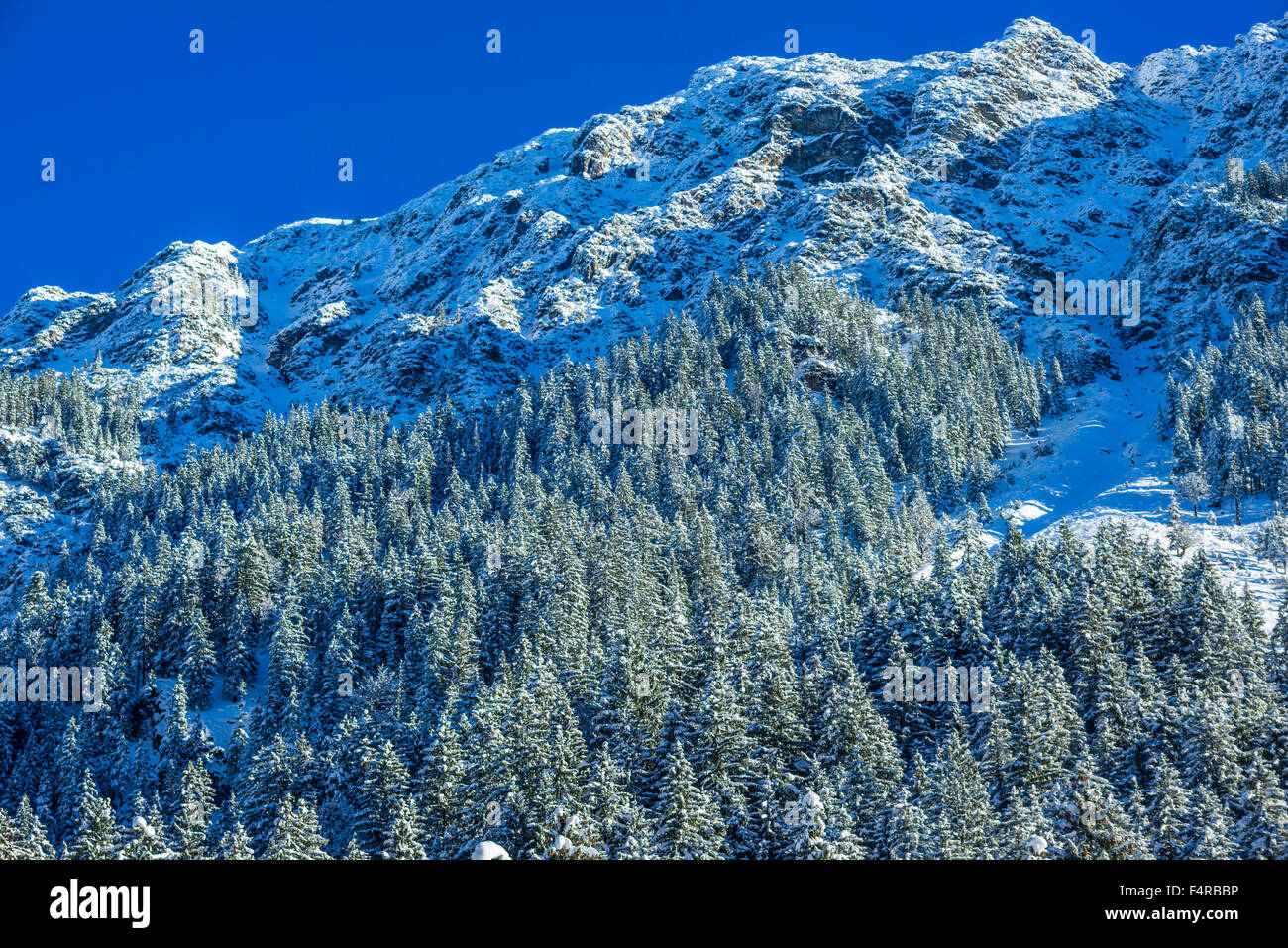 Allgäu, Allgäuer Alpen, Alps, Outside, trees, Bavarian, Germany, Europe ...
