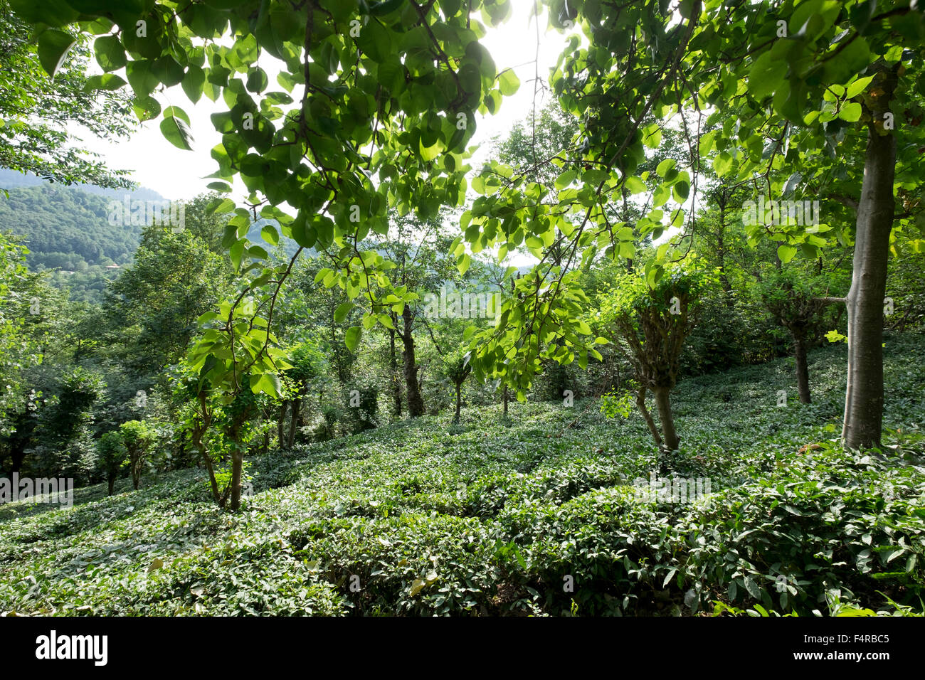 tea-farm-plantation-in-hi-res-stock-photography-and-images-alamy