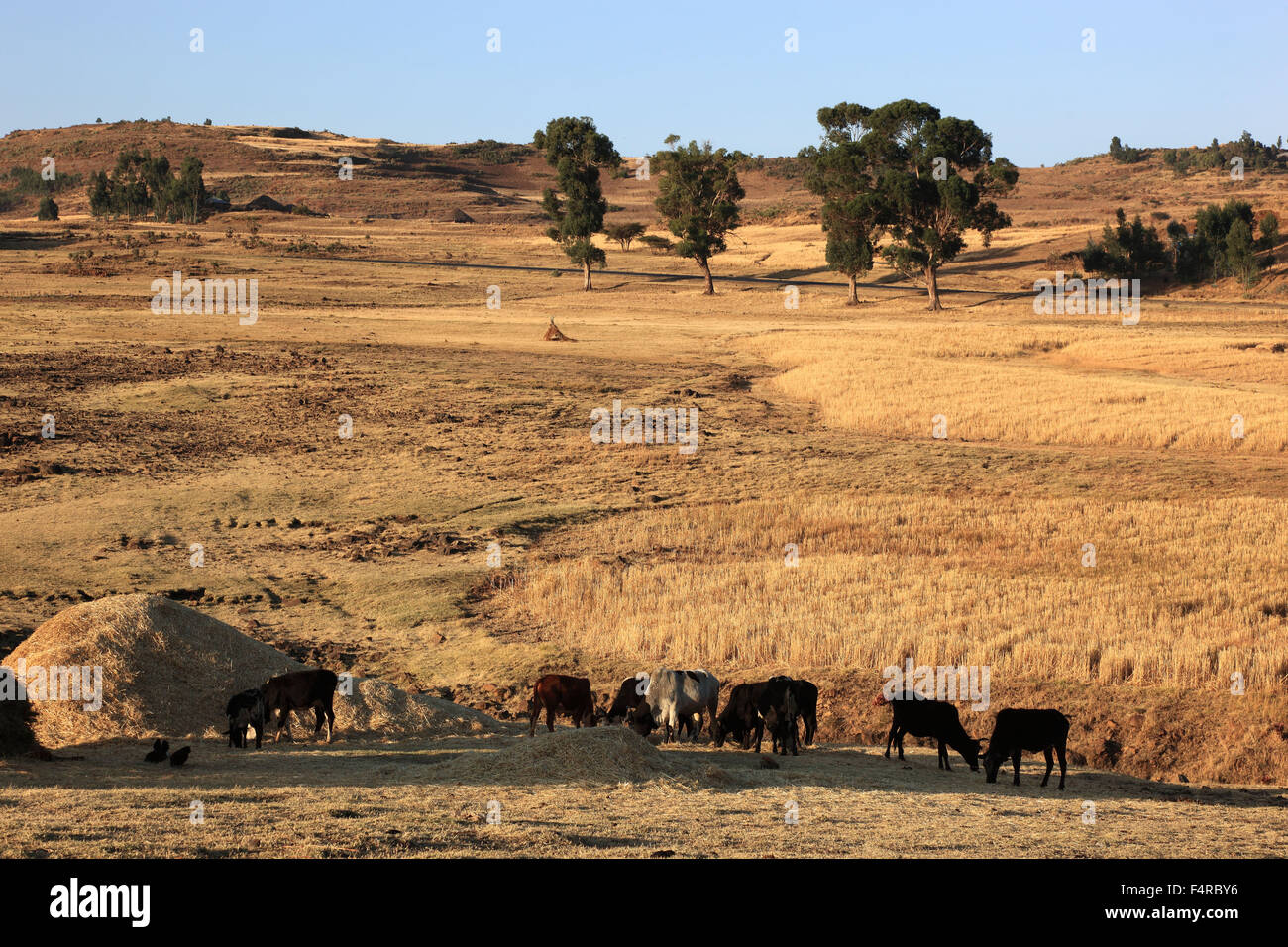 Landscape with cattles in the district Europia Stock Photo