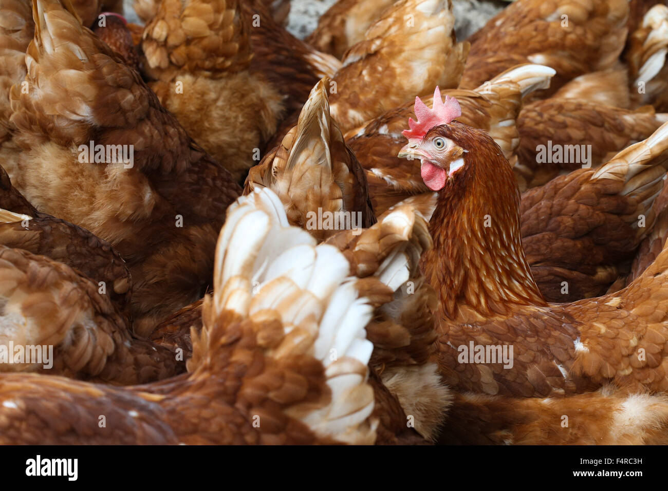 British free range laying hens. Stock Photo