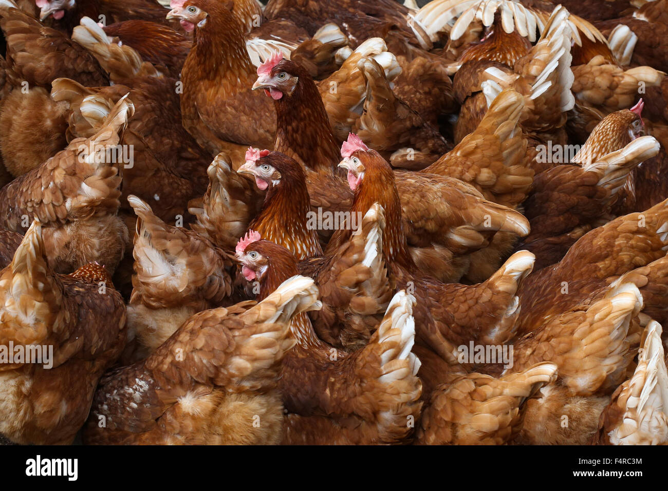 British free range laying hens. Stock Photo