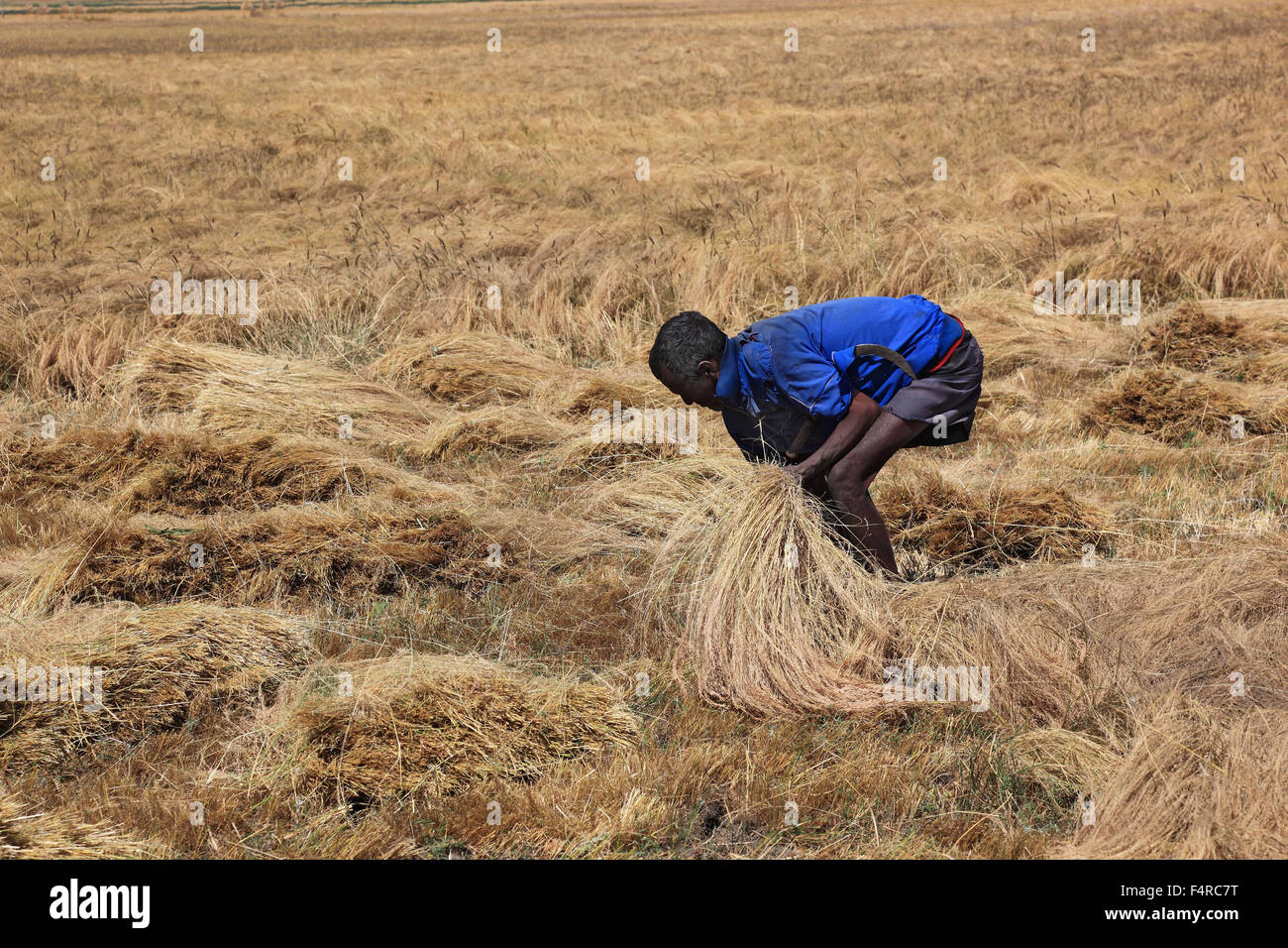 Amhara Region, farmers in the teff crop, teff, teff, millet dwarf