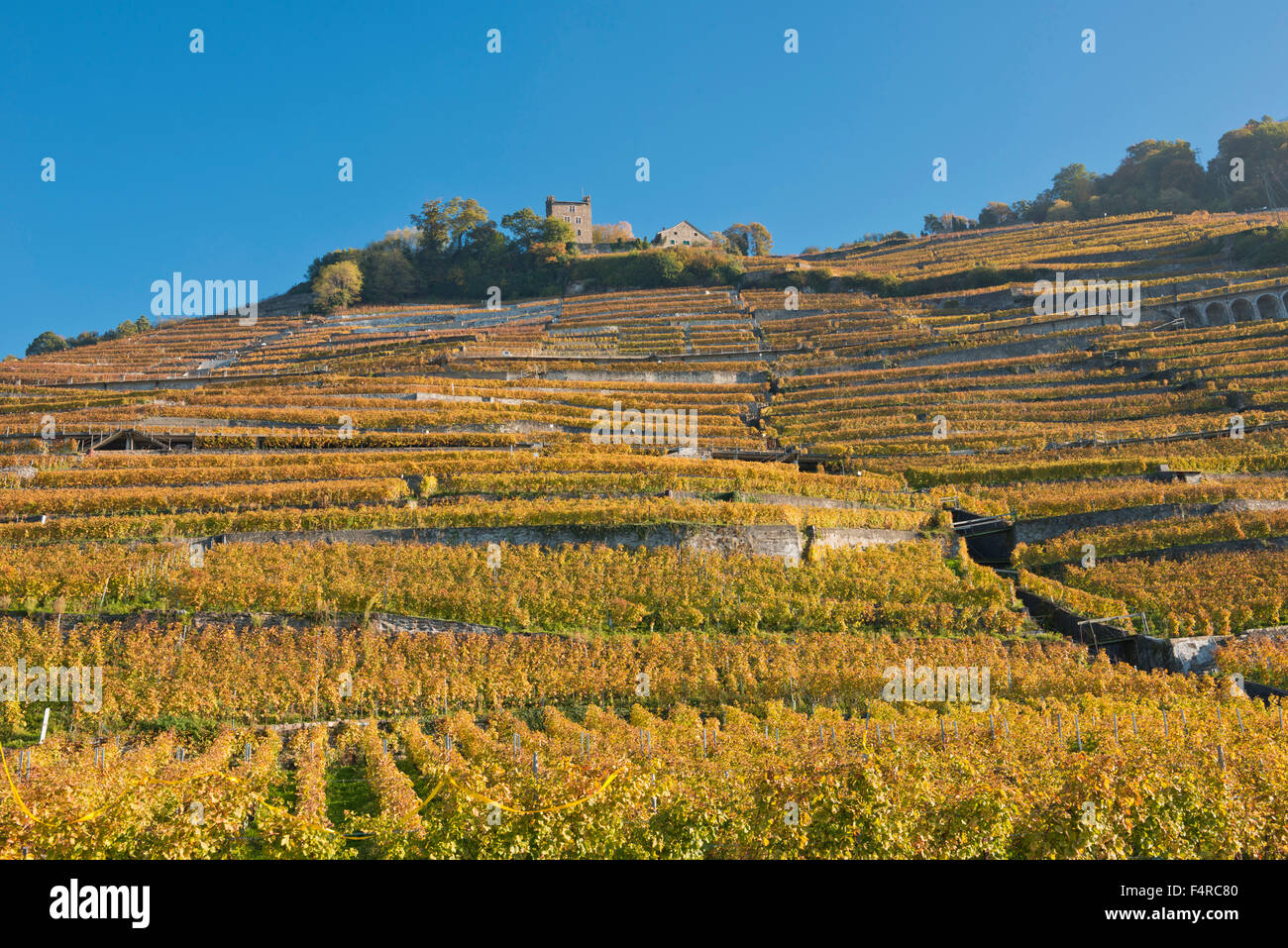 Switzerland, world heritage, cultural heritage, wine cultivation, vineyards, wine, autumn, UNESCO, Lavaux, Vaud, Stock Photo