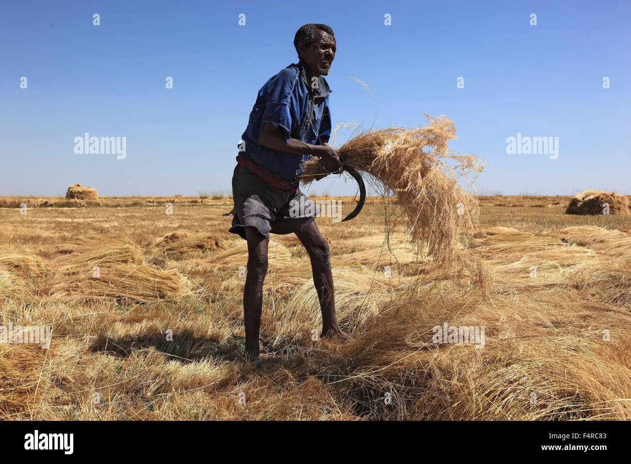 Amhara Region, farmers in the teff crop, teff, teff, millet dwarf
