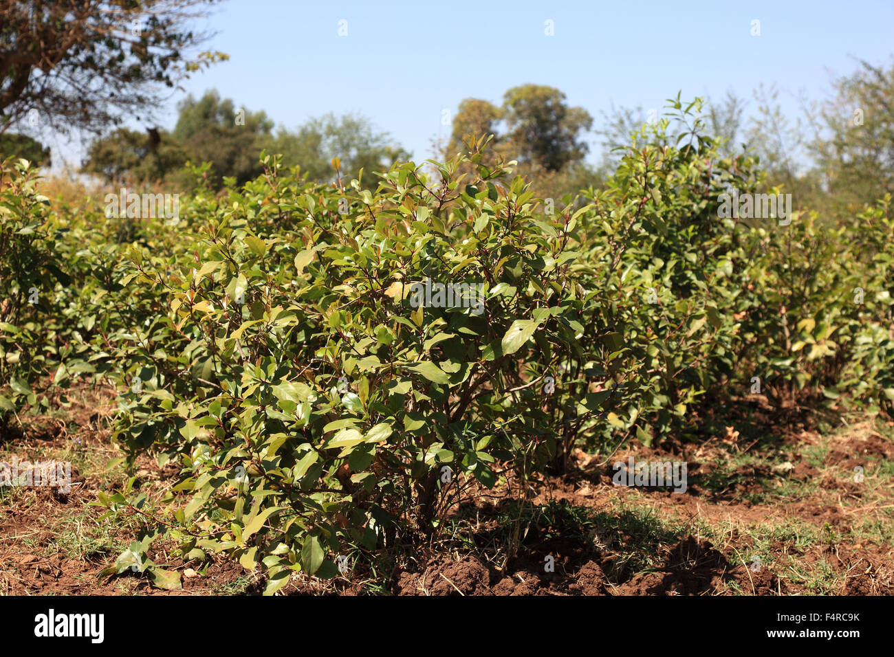 Known as khat, Catha edulis, also Abyssinian tea, family Spindelbaumgewaechse, Celastraceae, Kath, Kat, qat, khat, Qad, Gat, cha Stock Photo