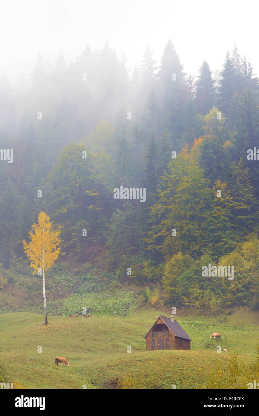 autumn landscape with colorful forest and fog Stock Photo - Alamy