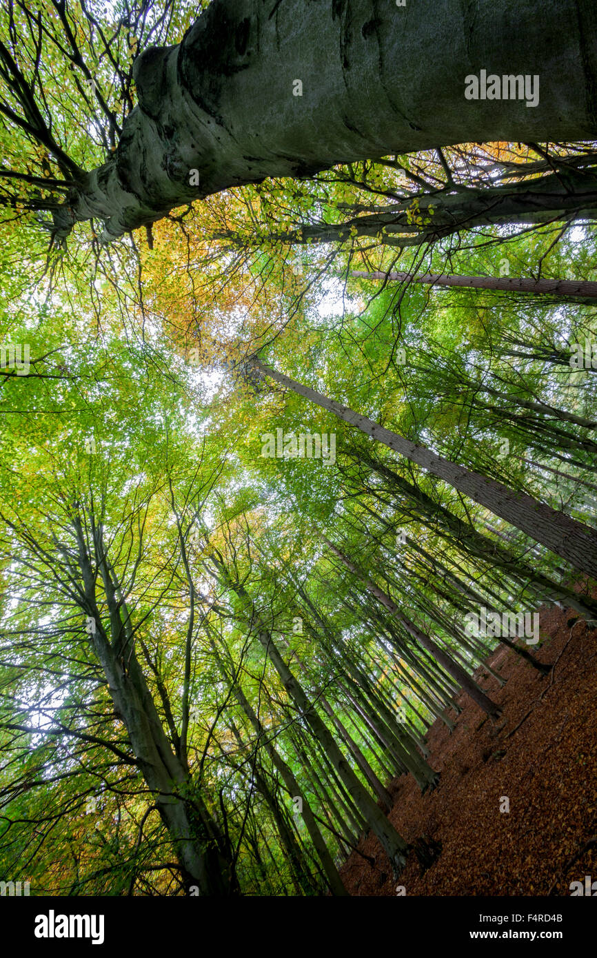 Canopy trees hi-res stock photography and images - Alamy