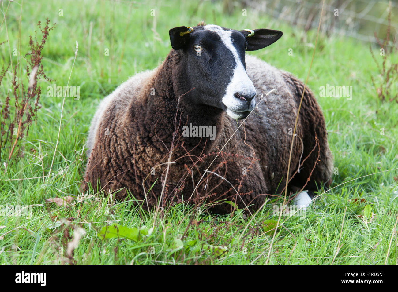 Zwartbles sheep lying down Stock Photo - Alamy