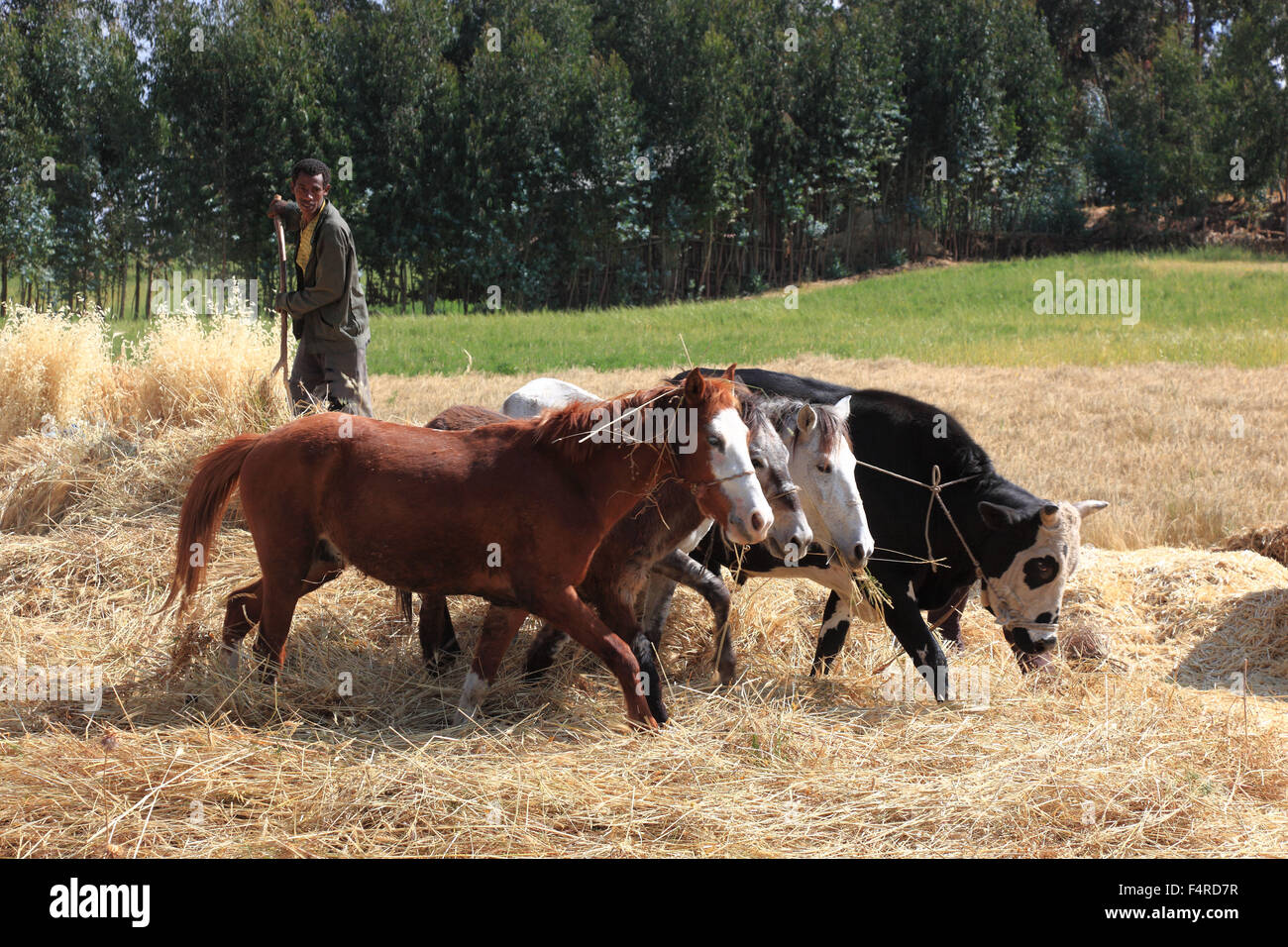 In the highlands of Abyssinia, in the Semien Mountains, Semien ...