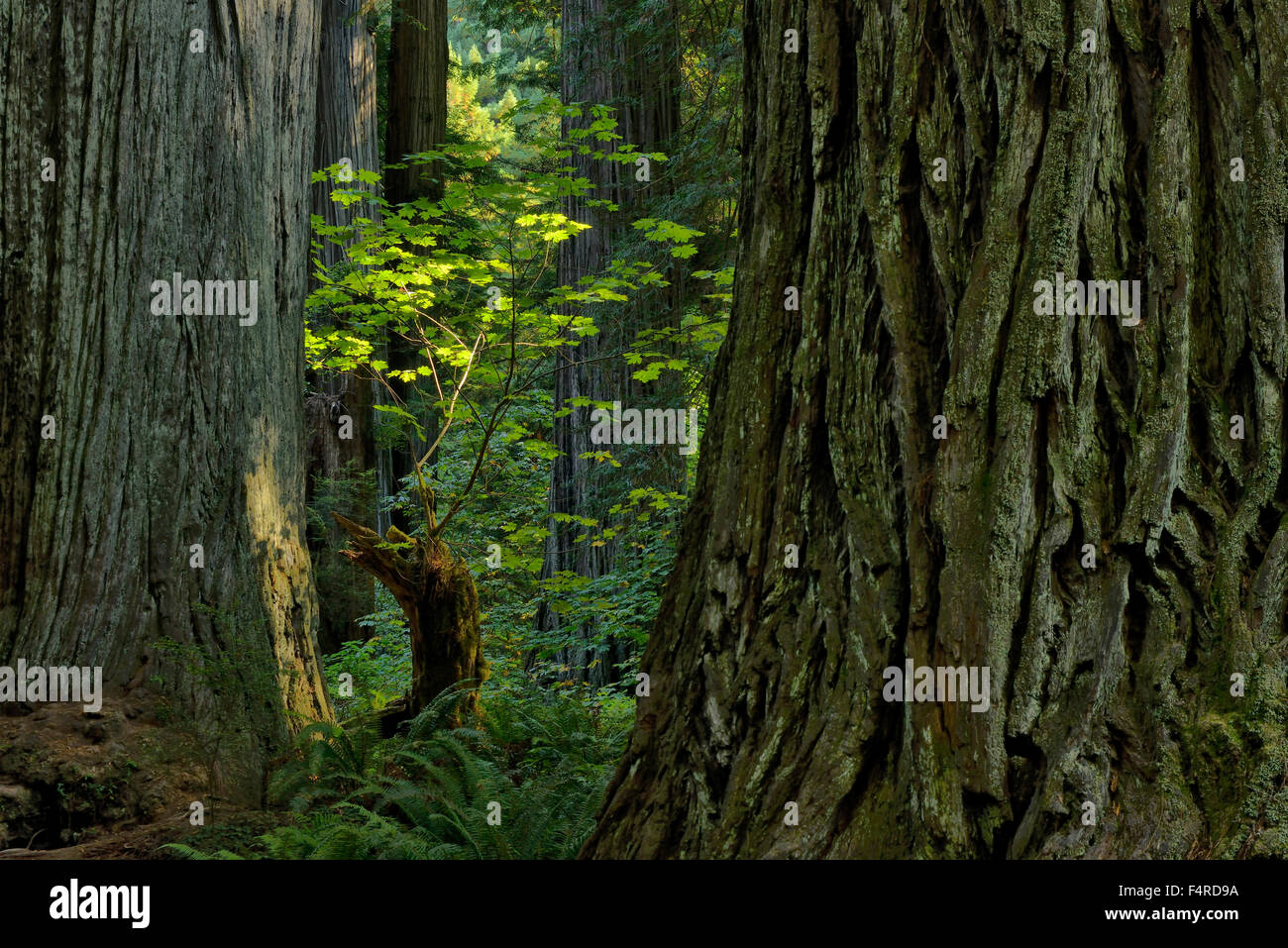 West coast tree hires stock photography and images Alamy