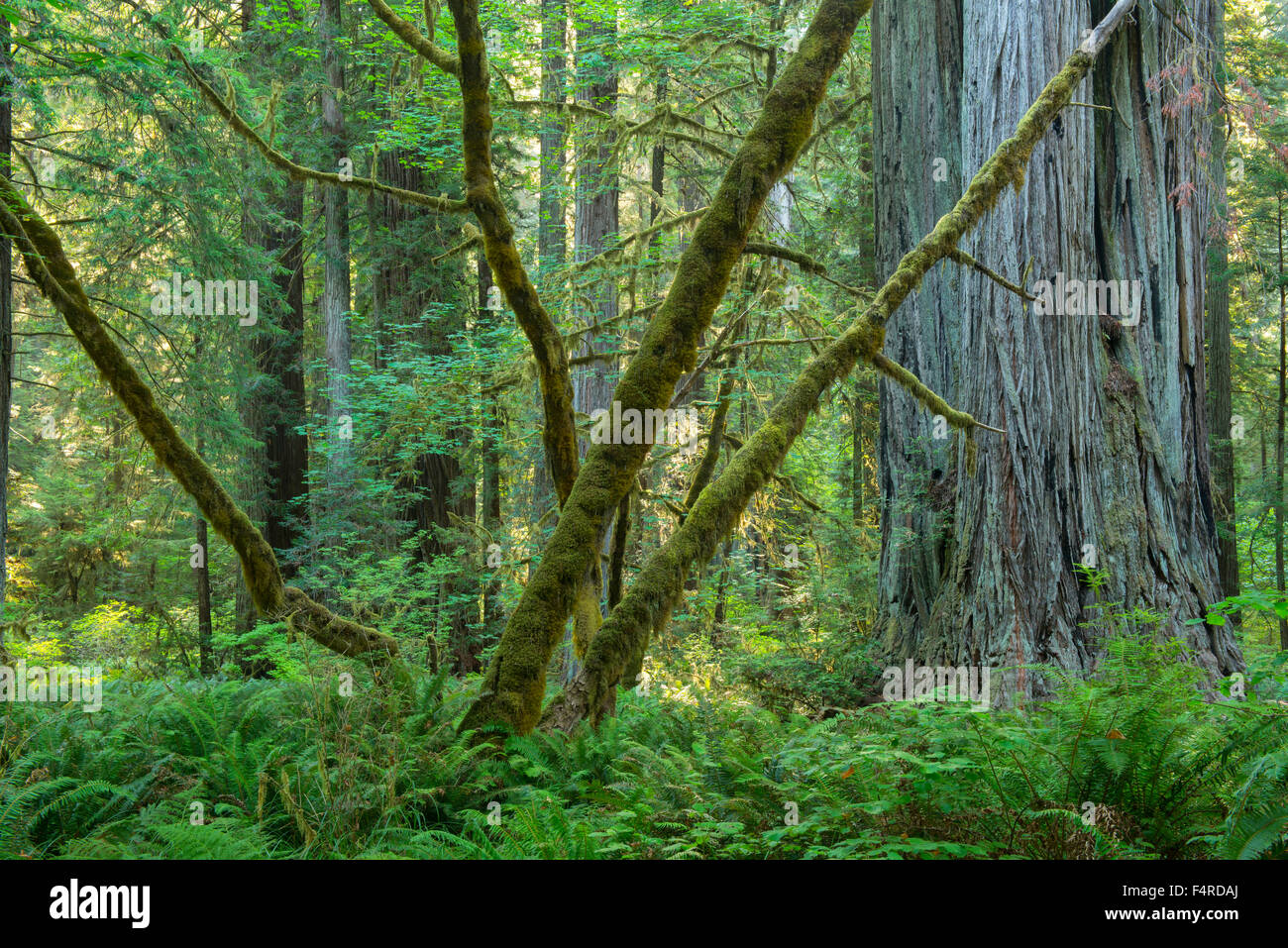 USA, UnitedStates, America, California, West Coast, redwood, forest, Prairie Creek Redwoods, State Park, forest, mossy, green, n Stock Photo