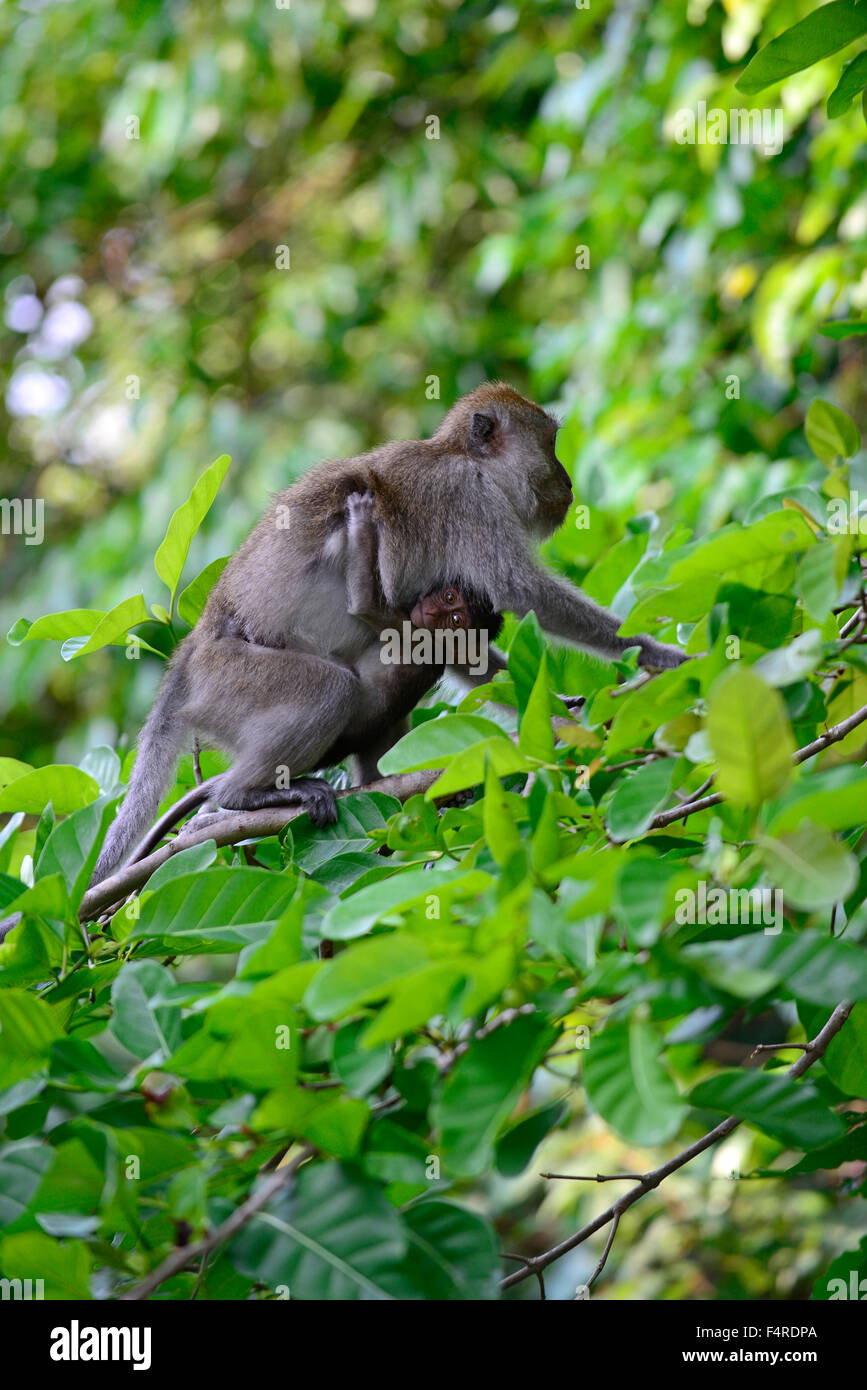 Crab-eating Macaque, Long-tailed Macaque, Young and female, Macaca fascicularis, Thailand, Macaque, mammal, monkey, animal, youn Stock Photo