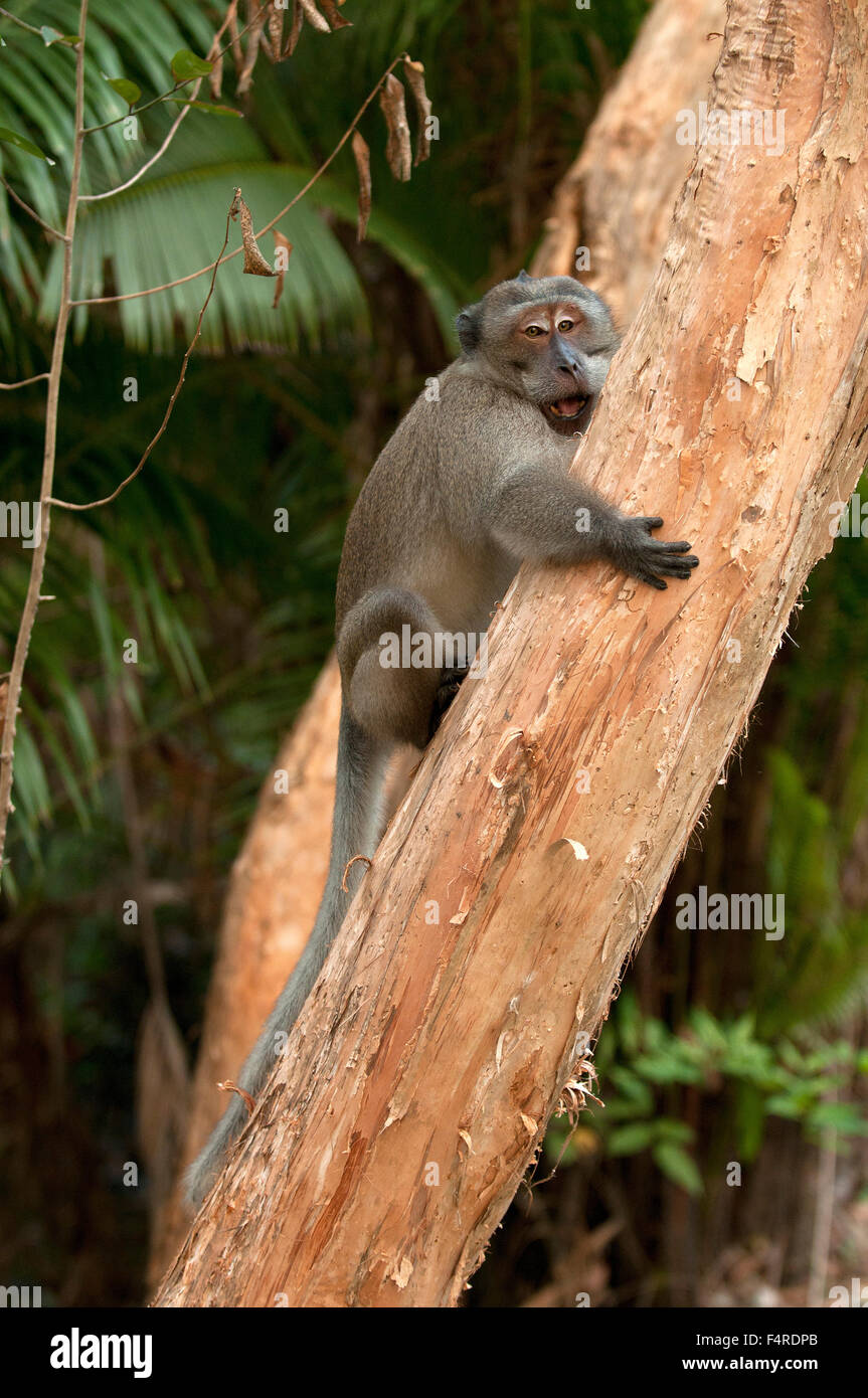 Crab-eating Macaque, Long-tailed Macaque, Macaca fascicularis, Thailand, Macaque, mammal, monkey, animal, vertical Stock Photo