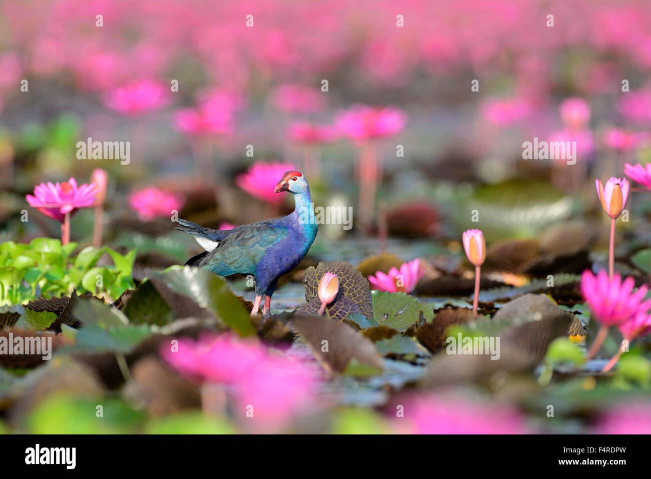 Purple Swamphen, pink, water lilies, Thailand, bird, purple coot, grey-headed swamphen, porphyrio porphyrio poliocephalus Stock Photo