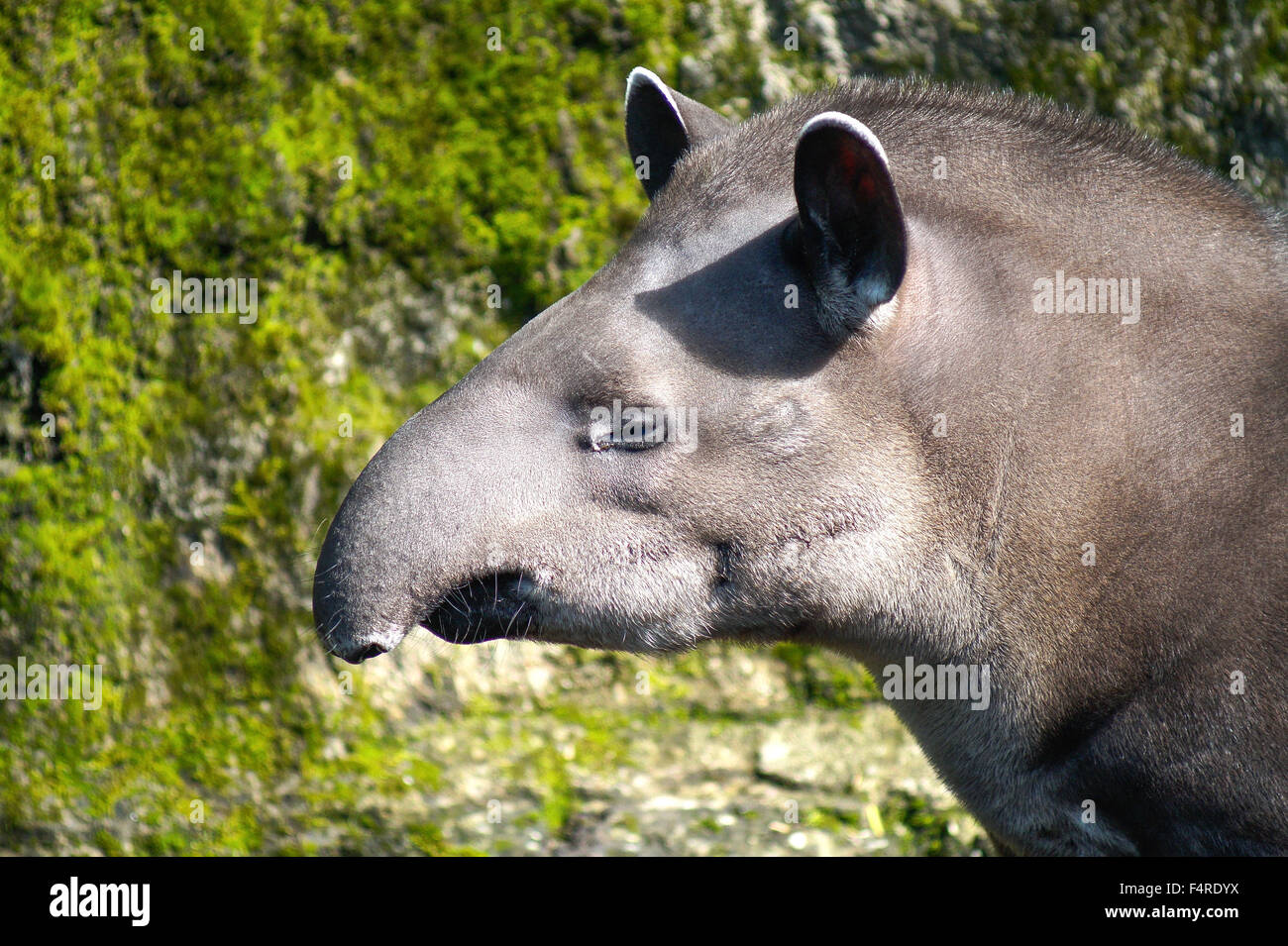 Head of Tapir, the South American Tapir Stock Photo