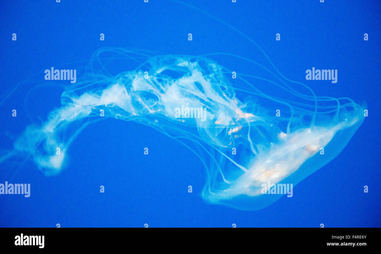 A jellyfish on display at the National Aquarium in Baltimore, Maryland USA Stock Photo Alamy