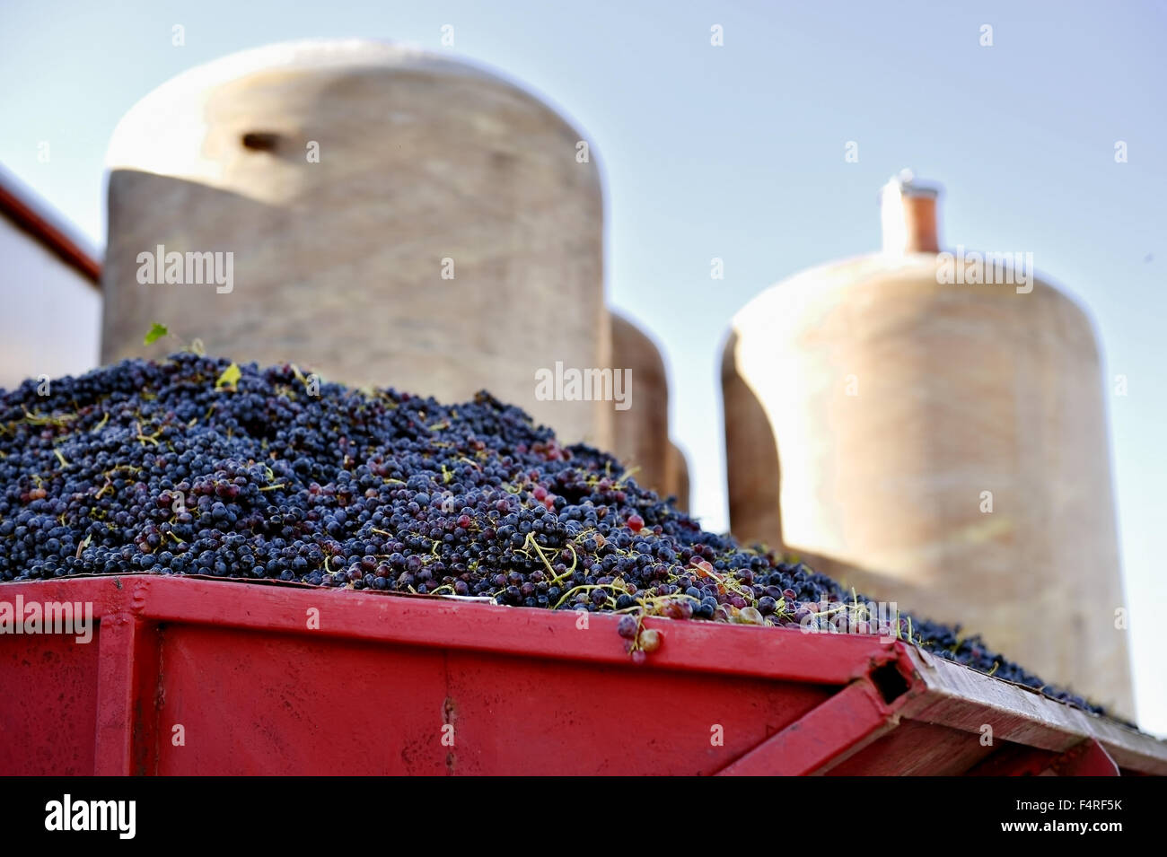 Heap of barely harvested red grapes with industrial fermentation tanks in background Stock Photo