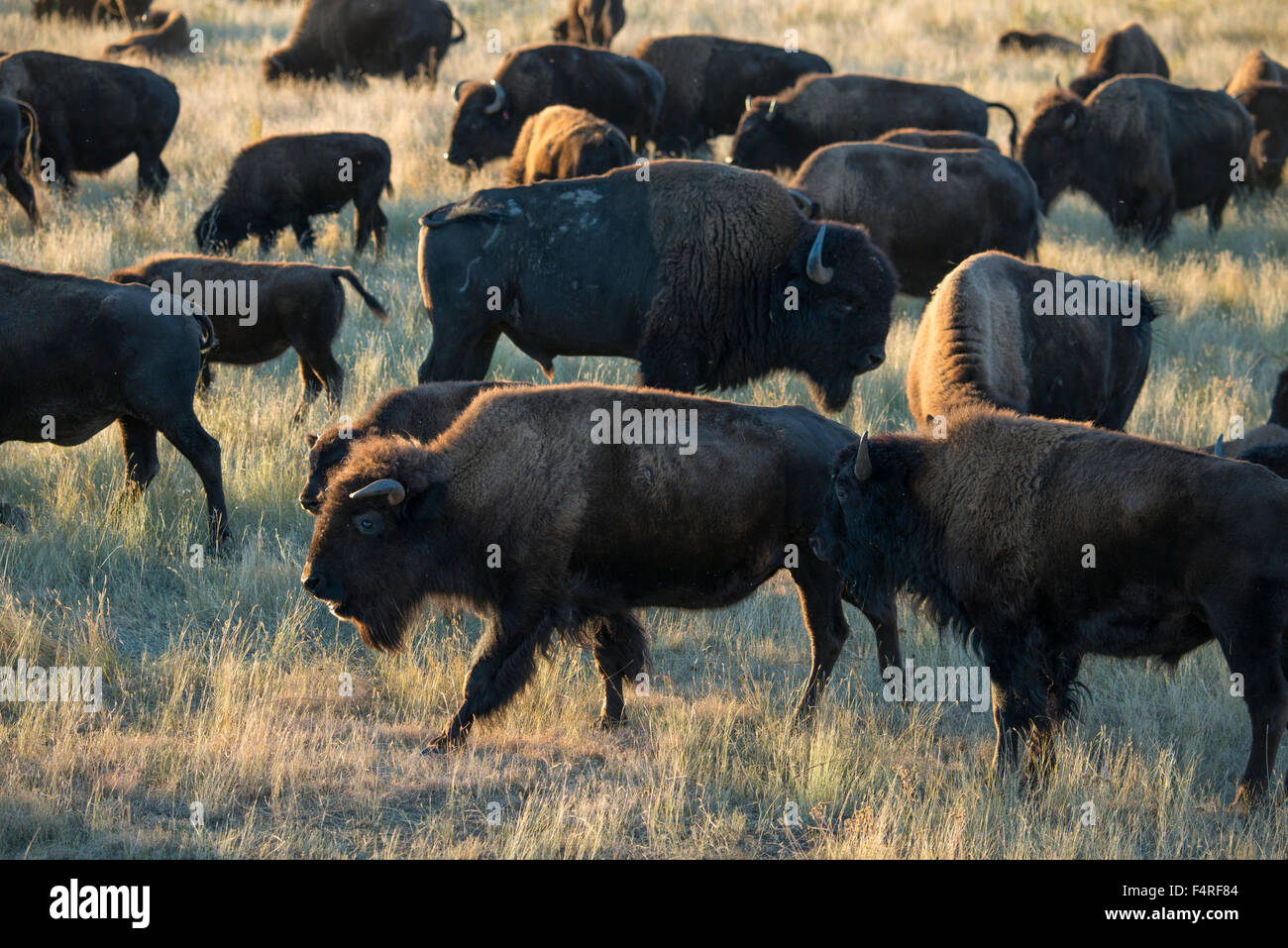 USA; Great plains, South Dakota; Black Hills; Custer; State Park; Bison herd Stock Photo