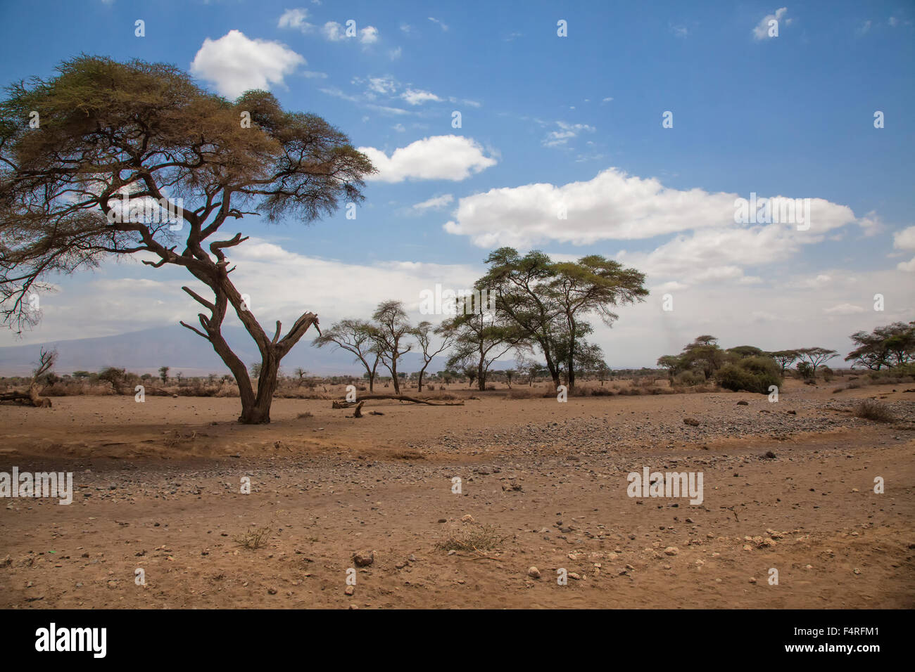 Africa, trees, semi desert, scenery, landscape, travel, steppe, Tanzania Stock Photo