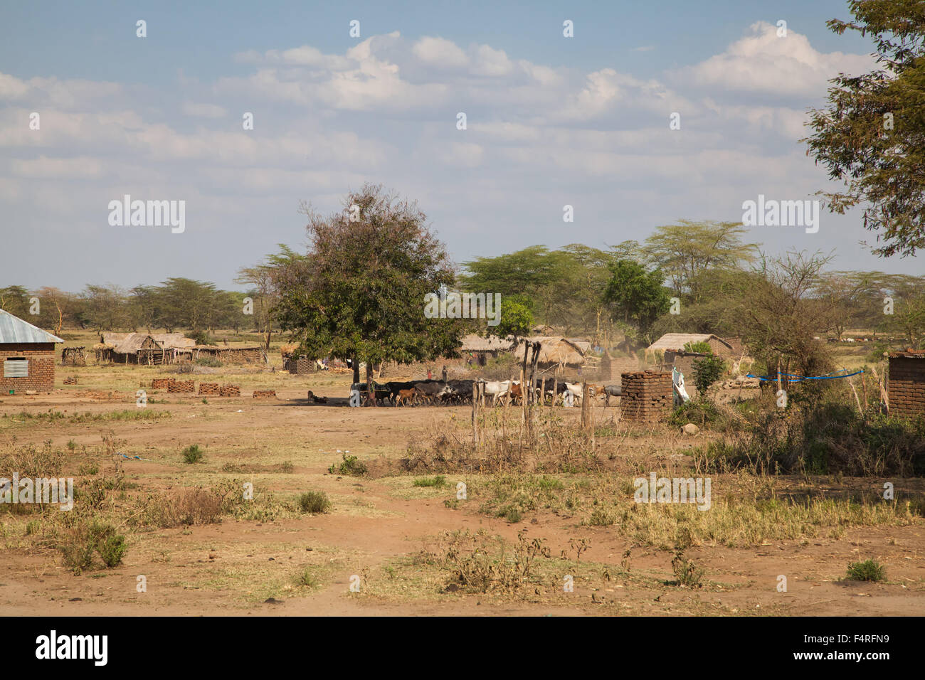 Africa, village, house, home, domestic animals, houses, homes, scenery, landscape, travel, Tanzania Stock Photo